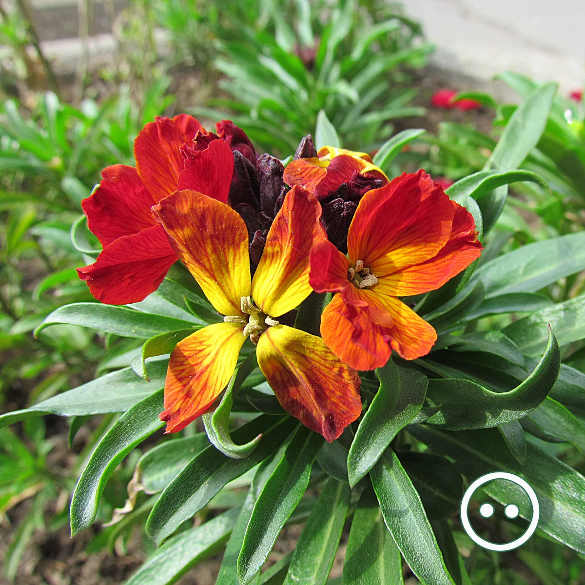 Siberian Wallflower (Erysimum cheiri)