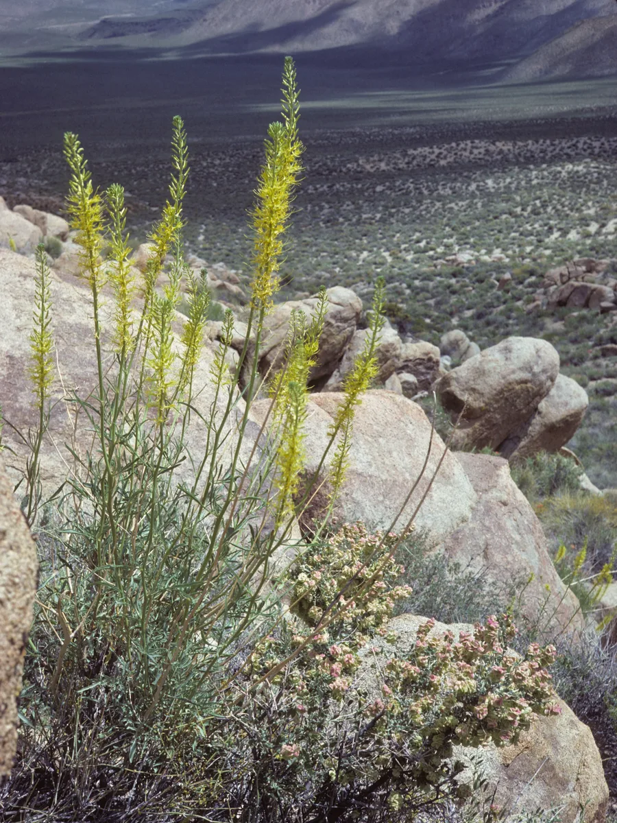 Desert Princes Plume (Stanleya pinnata)