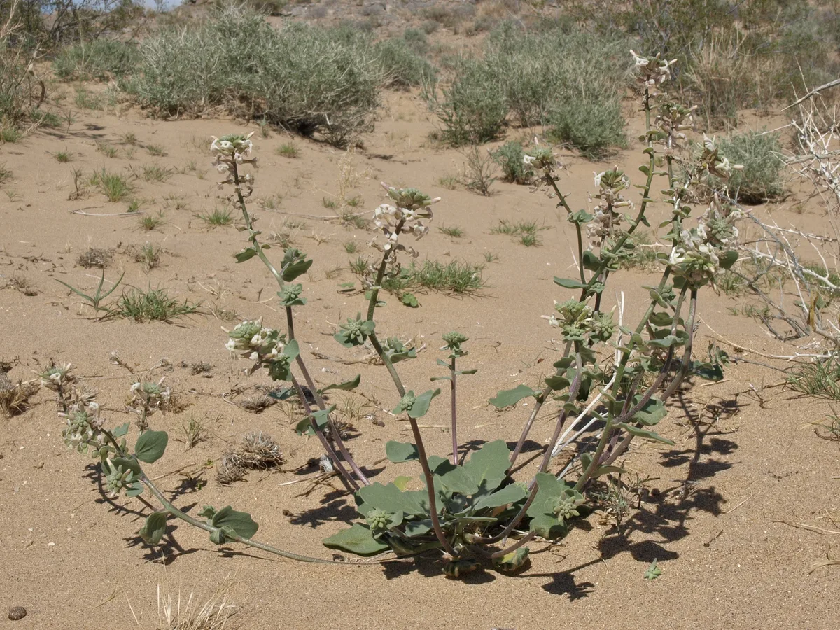 California Spectaclepod (Dithyrea californica)