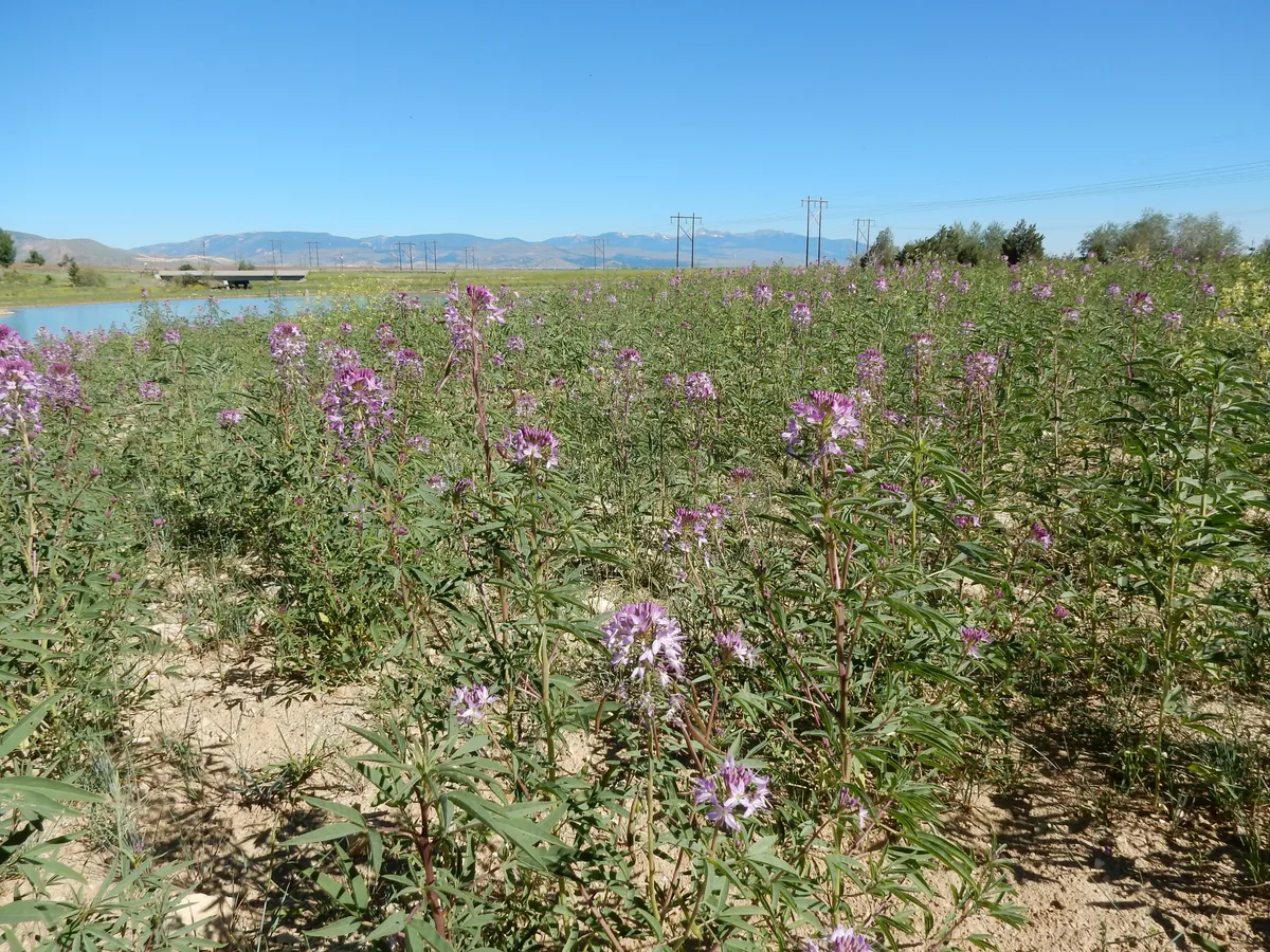 Rocky Mountain Beeplant