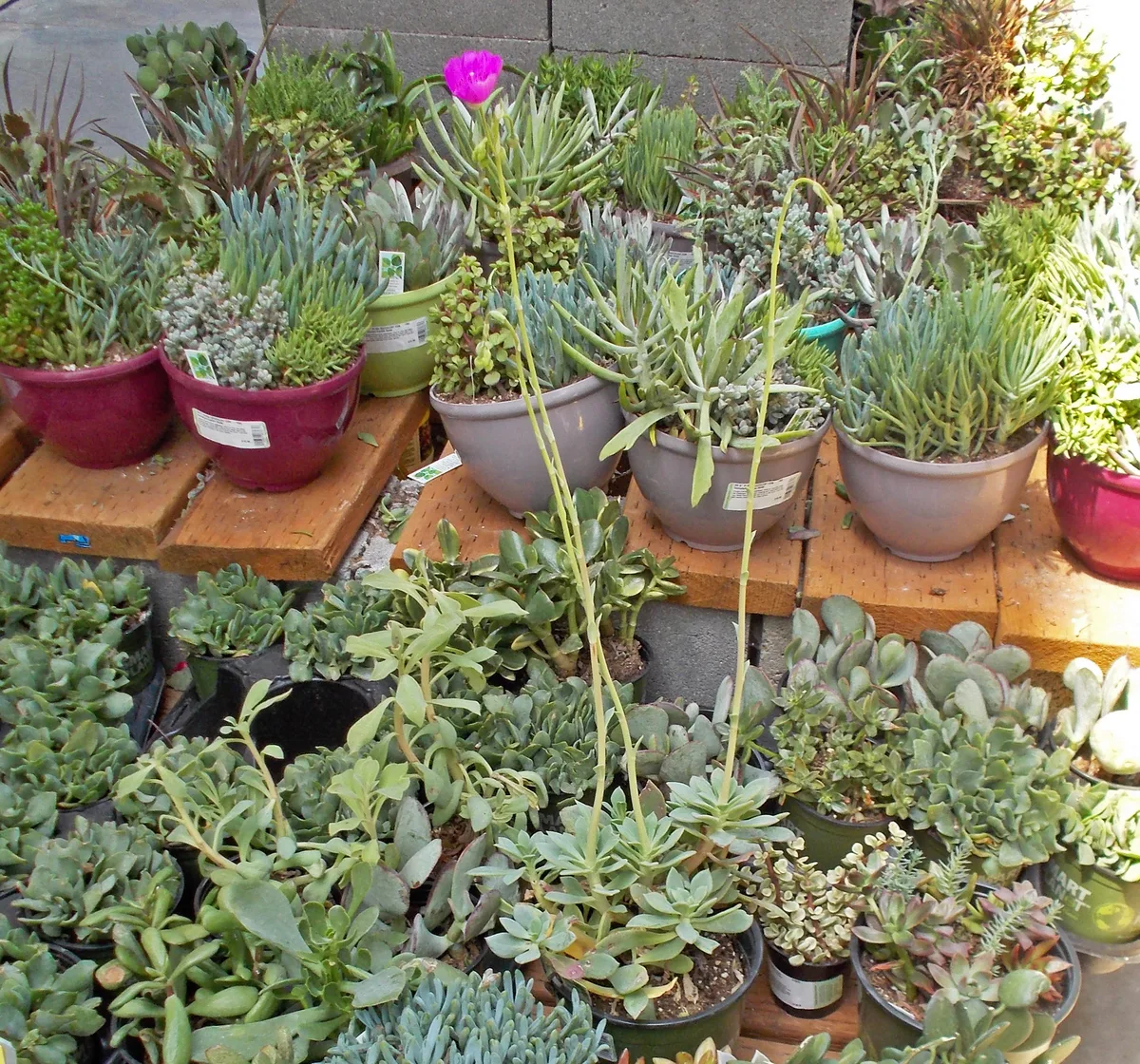 Purple Rock Purslane