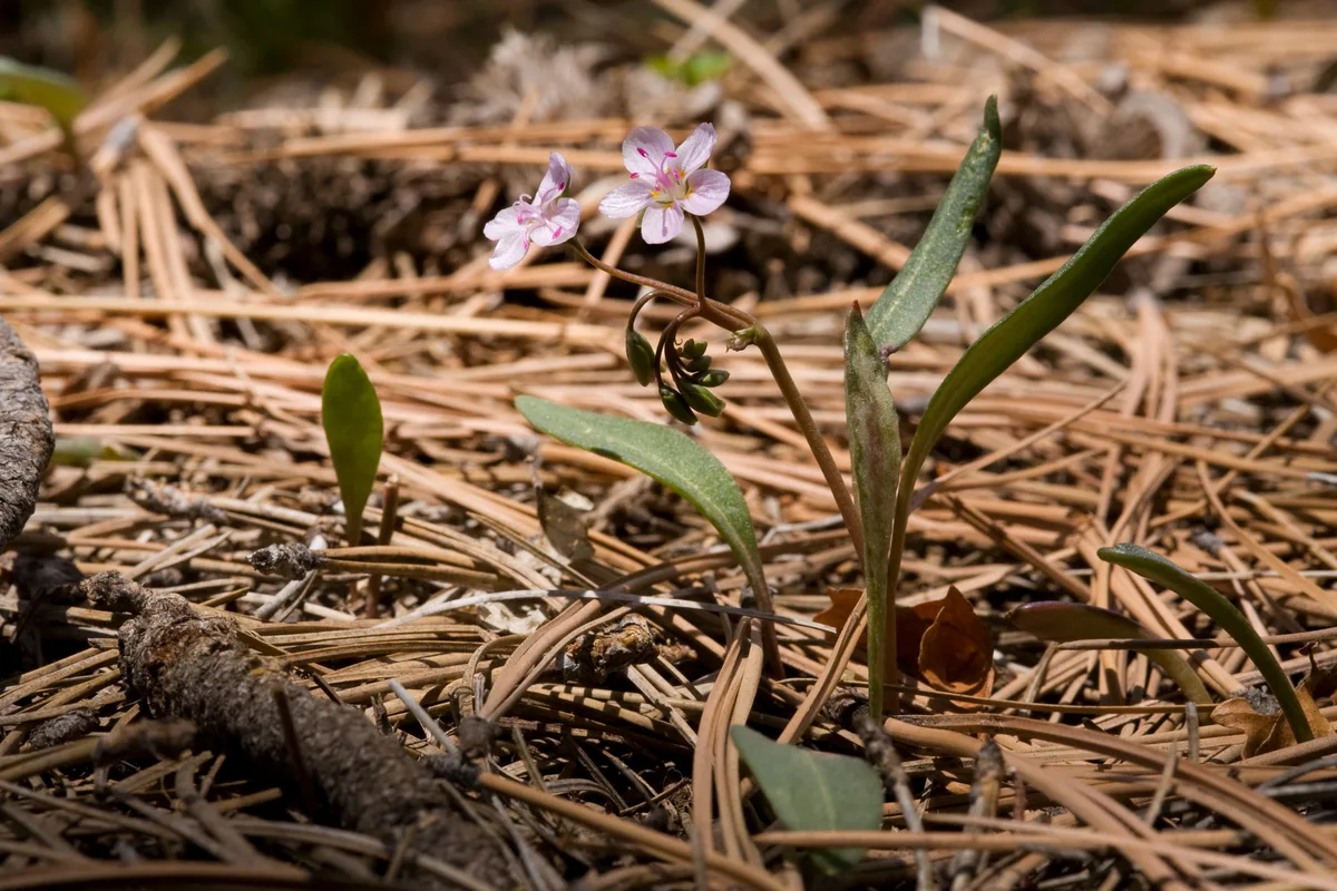 Western Springbeauty