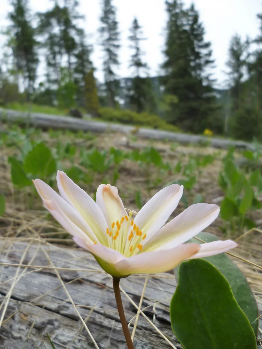 Tweedy Lewisia