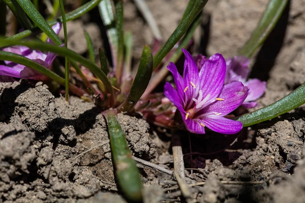 Pygmy Bitterroot