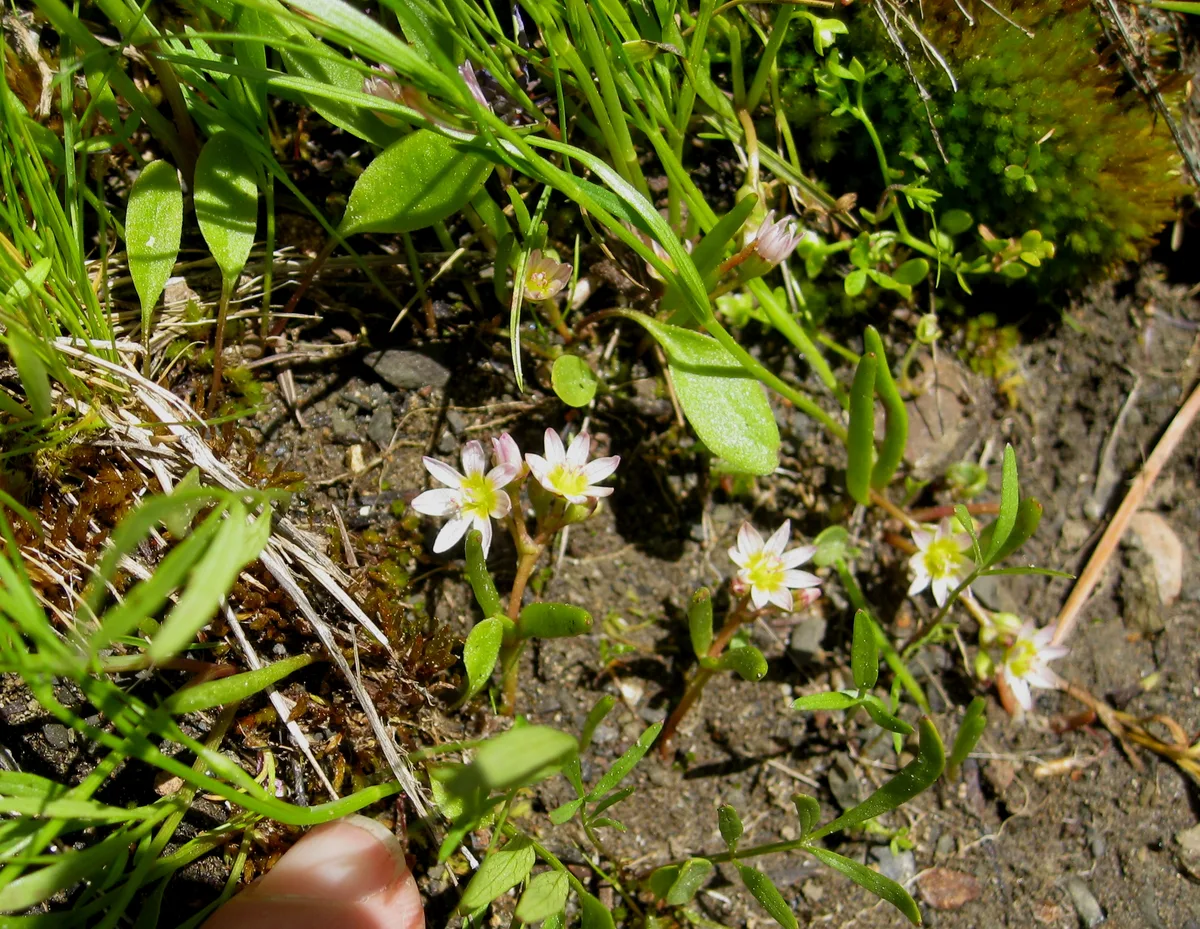 Littleleaf Lewisia