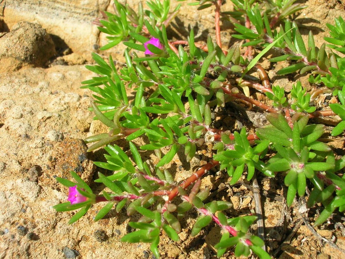 Pink Purslane (Portulaca pilosa)