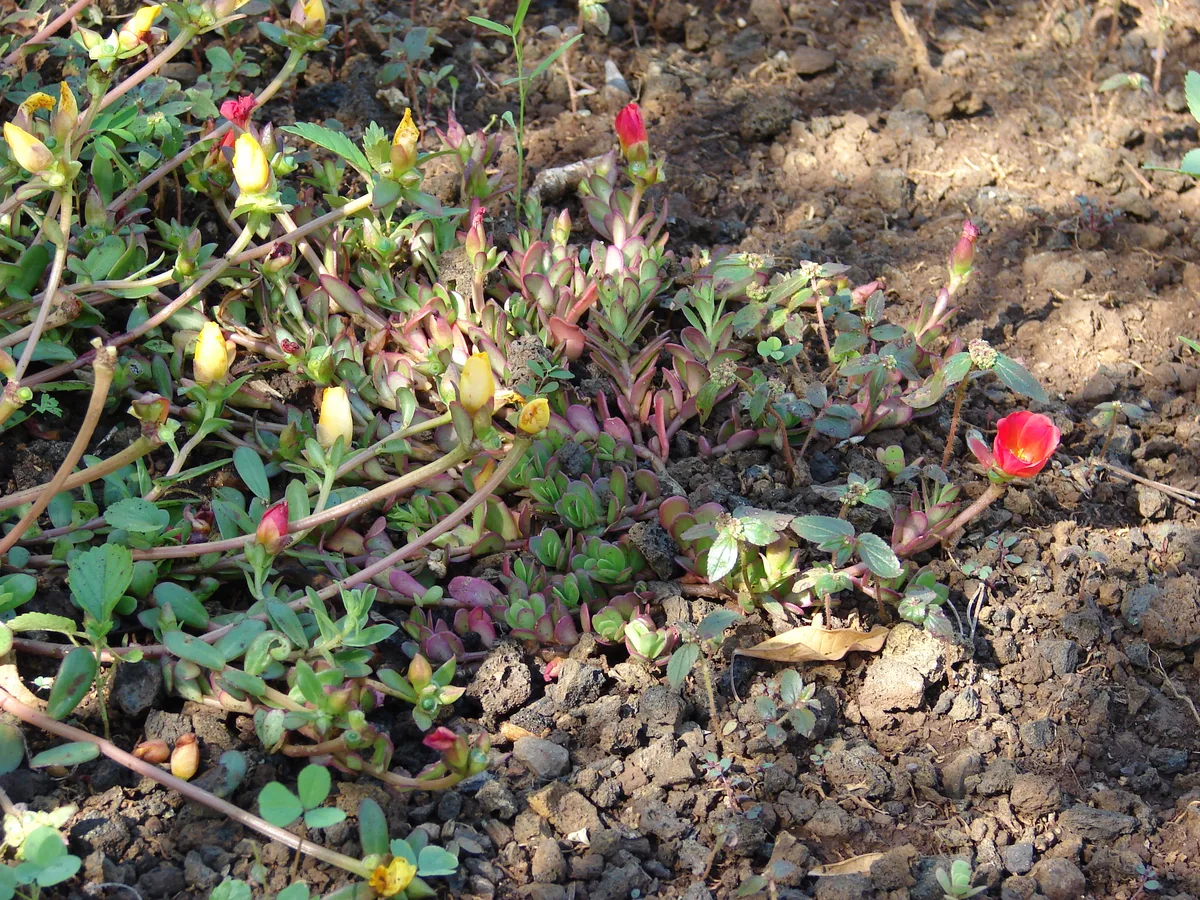 Wingpod Purslane (Portulaca umbraticola)