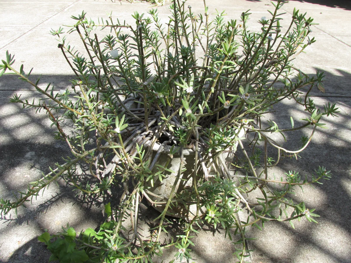 Hairy Portulaca (Portulaca villosa)