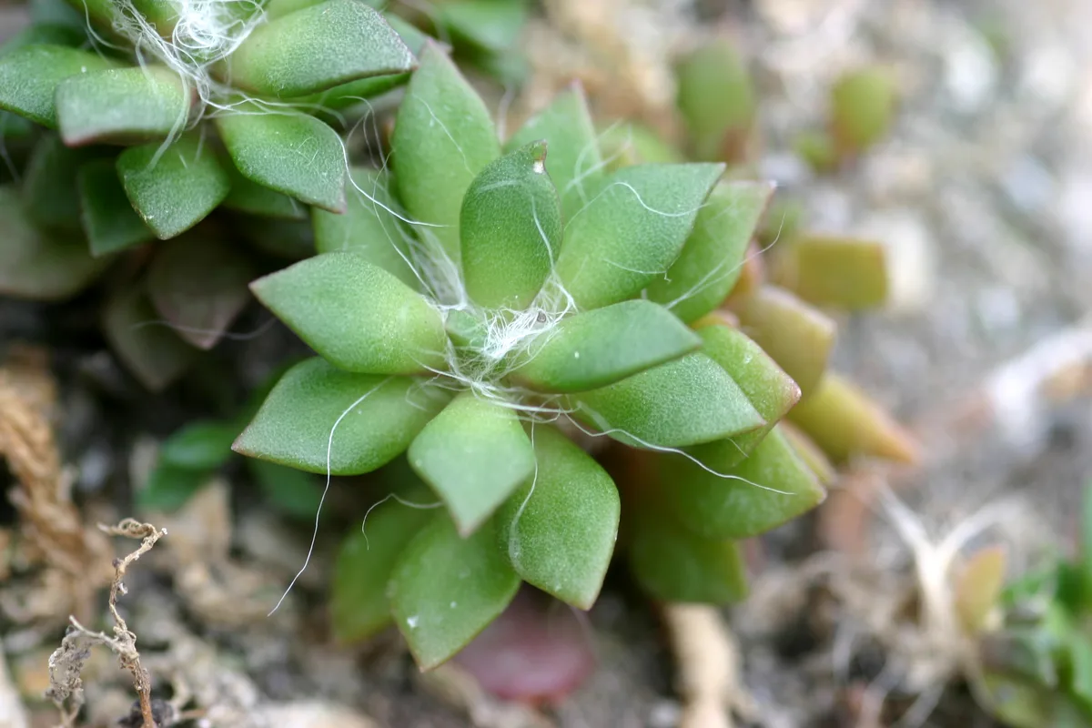 Sunrise Succulent (Anacampseros telephiastrum)