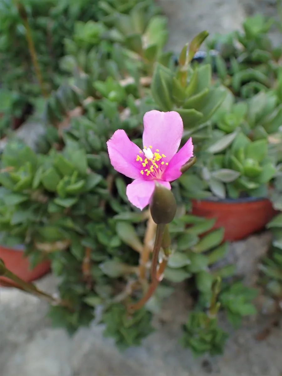 Sand Rose (Anacampseros rufescens)
