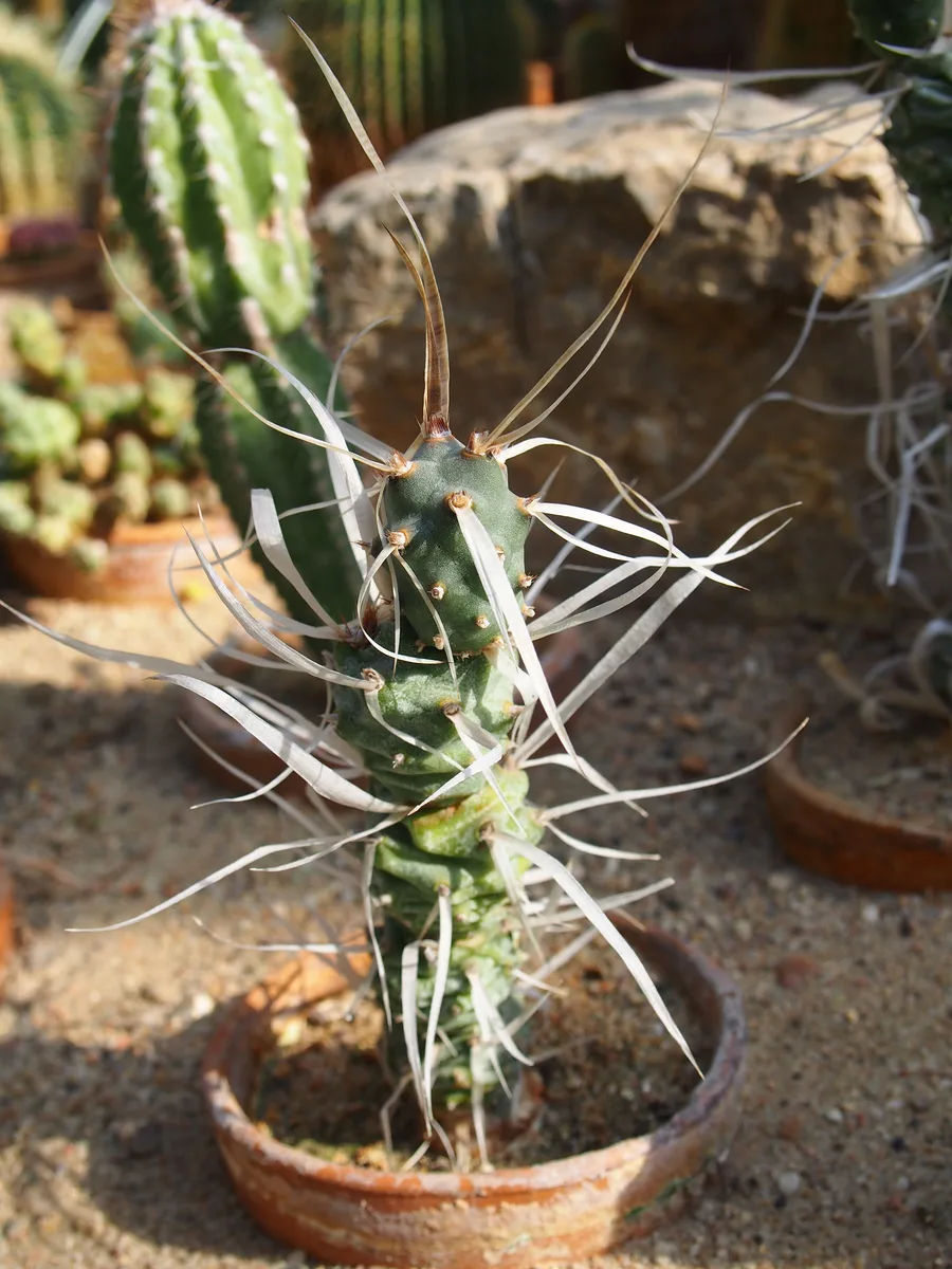 Paper Spine Cactus (Tephrocactus articulatus)