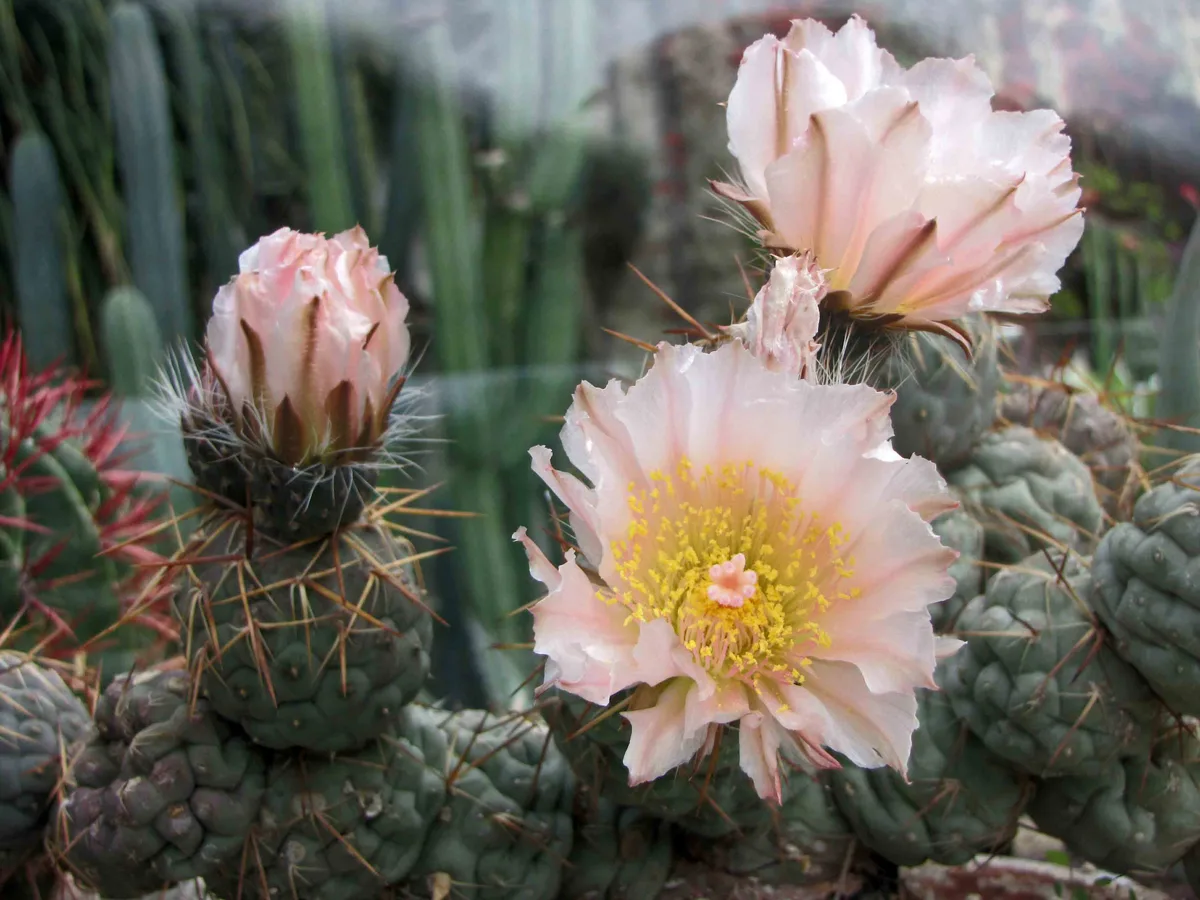 Pine Cone Cactus (Tephrocactus geometricus)