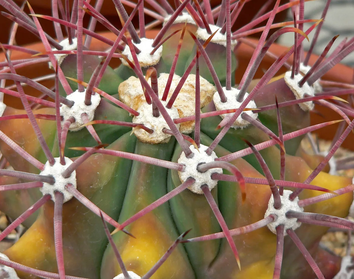 Coville Barrel Cactus (Ferocactus covillei)