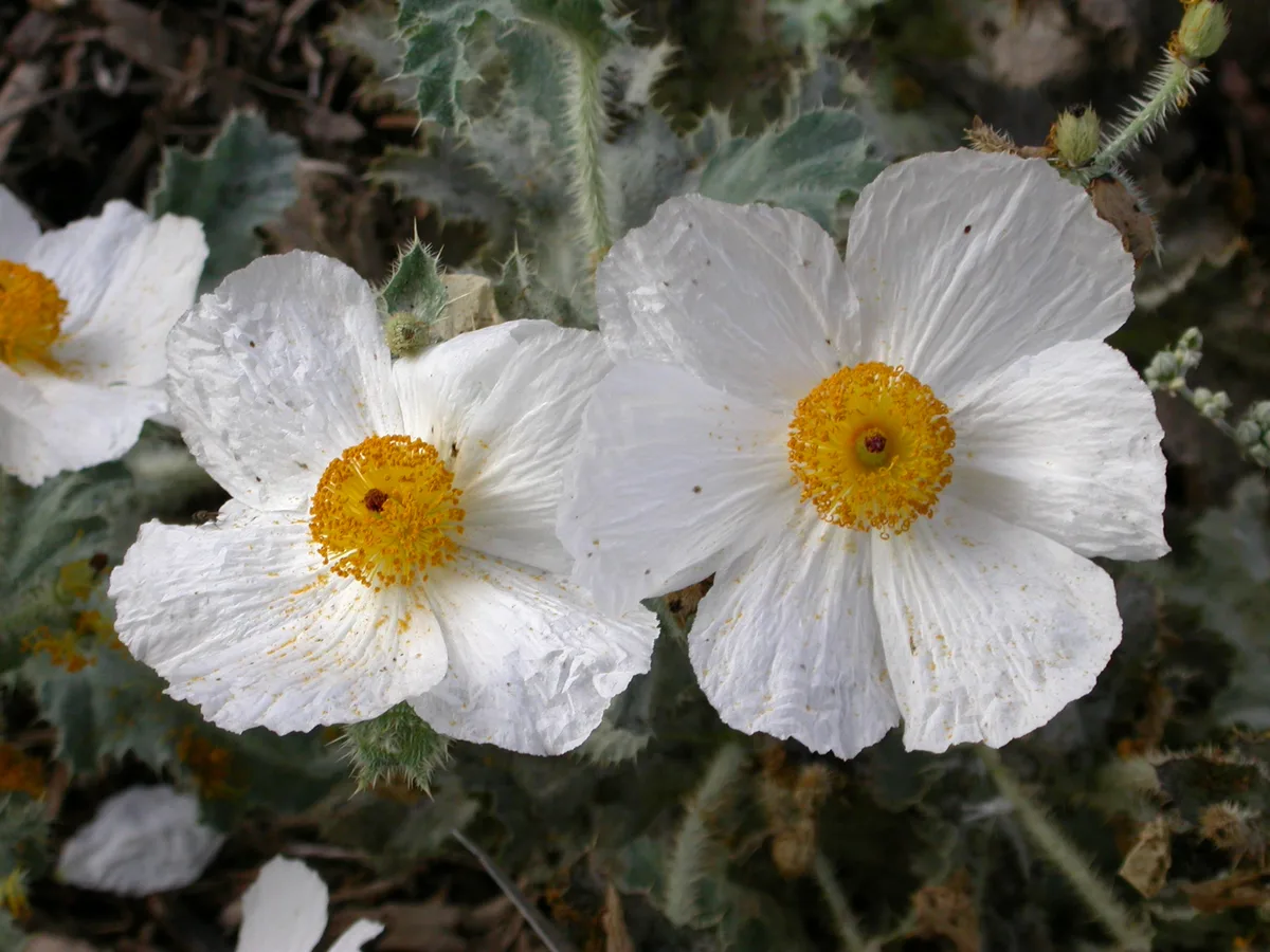 Crested Prickly Poppy (Argemone corymbosa)