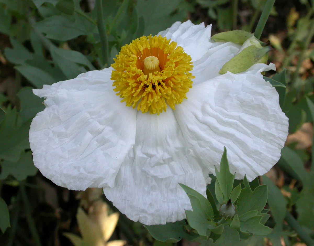 Hairy Matilija Poppy