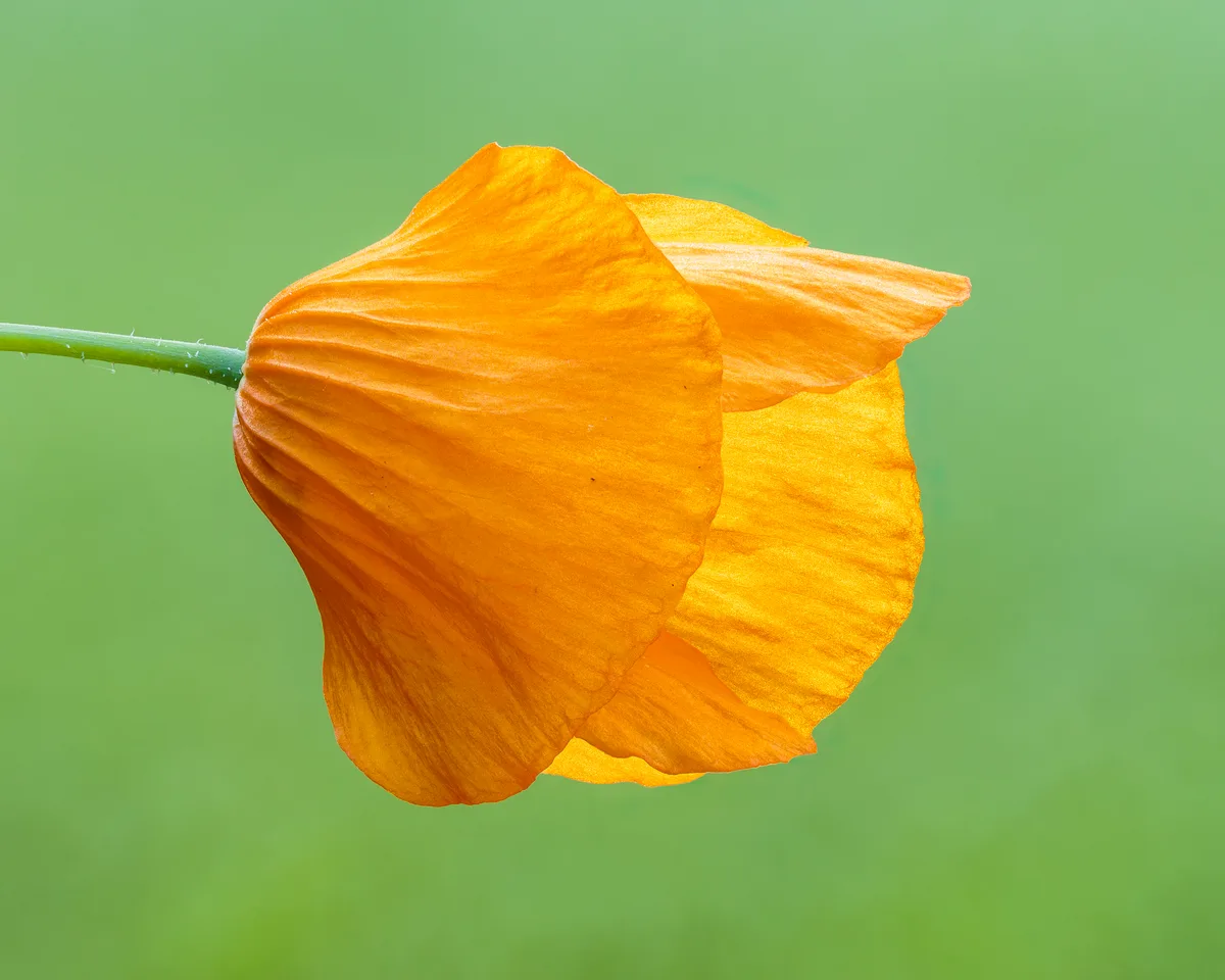 Welsh Blue Poppy (Meconopsis cambrica)