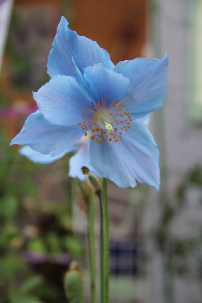 Himalayan Poppy