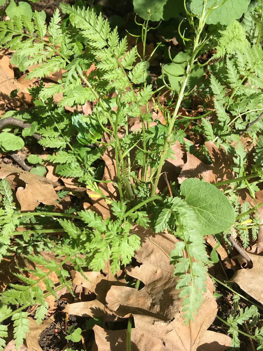 Fernleaf Corydalis (Corydalis cheilanthifolia)
