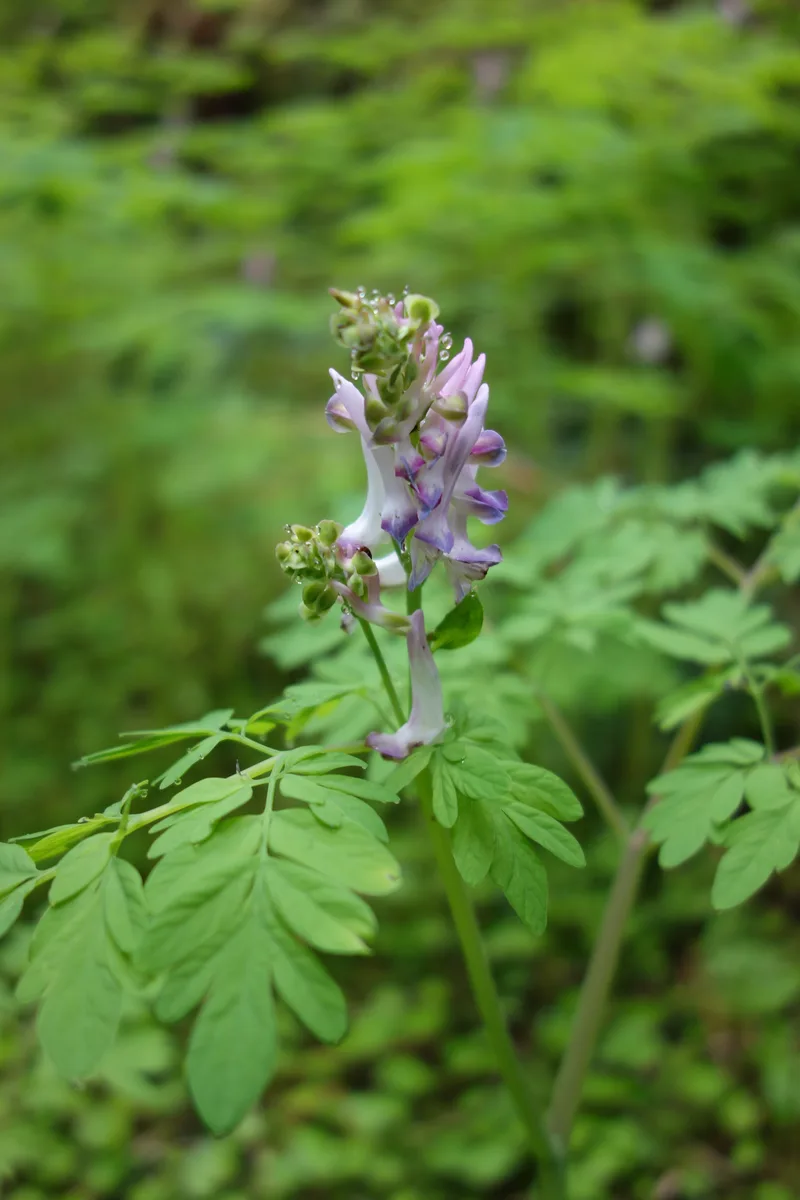 Pacific Corydalis