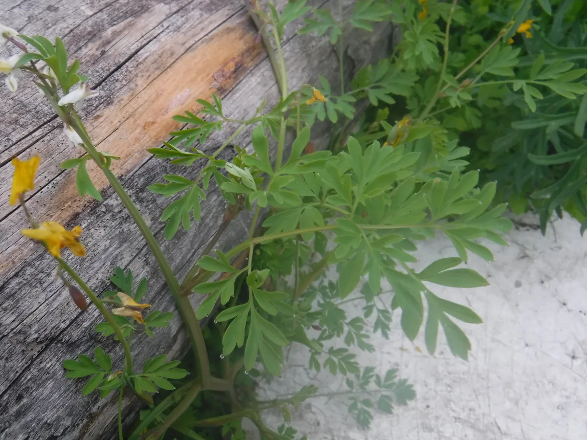 Siberian Corydalis