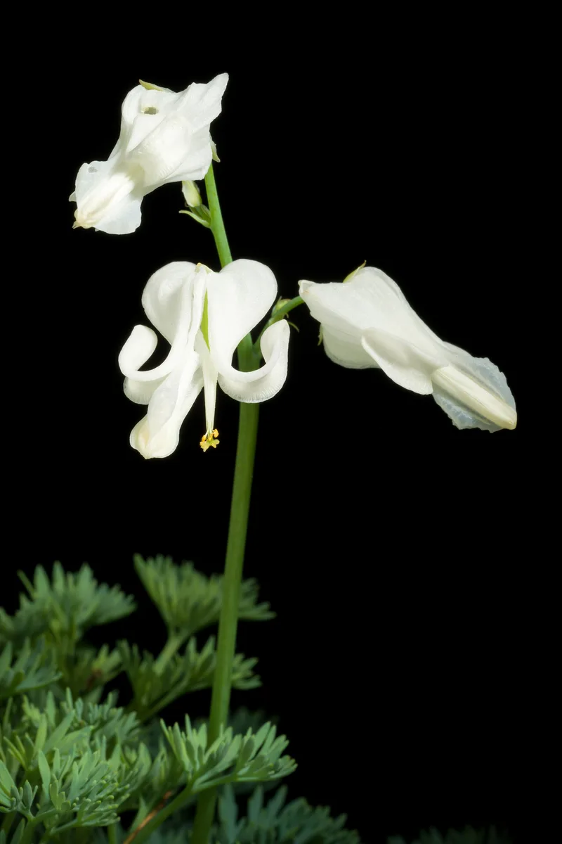 Fringed Bleeding Heart