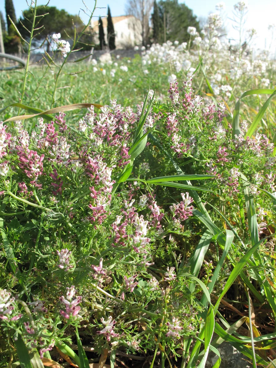 Fineleaf Fumitory (Fumaria parviflora)