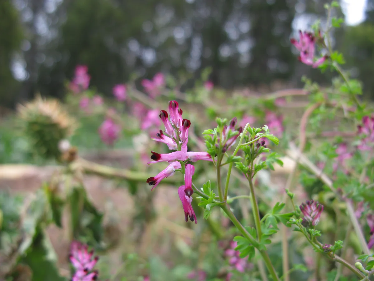 African Fumitory (Fumaria muralis)