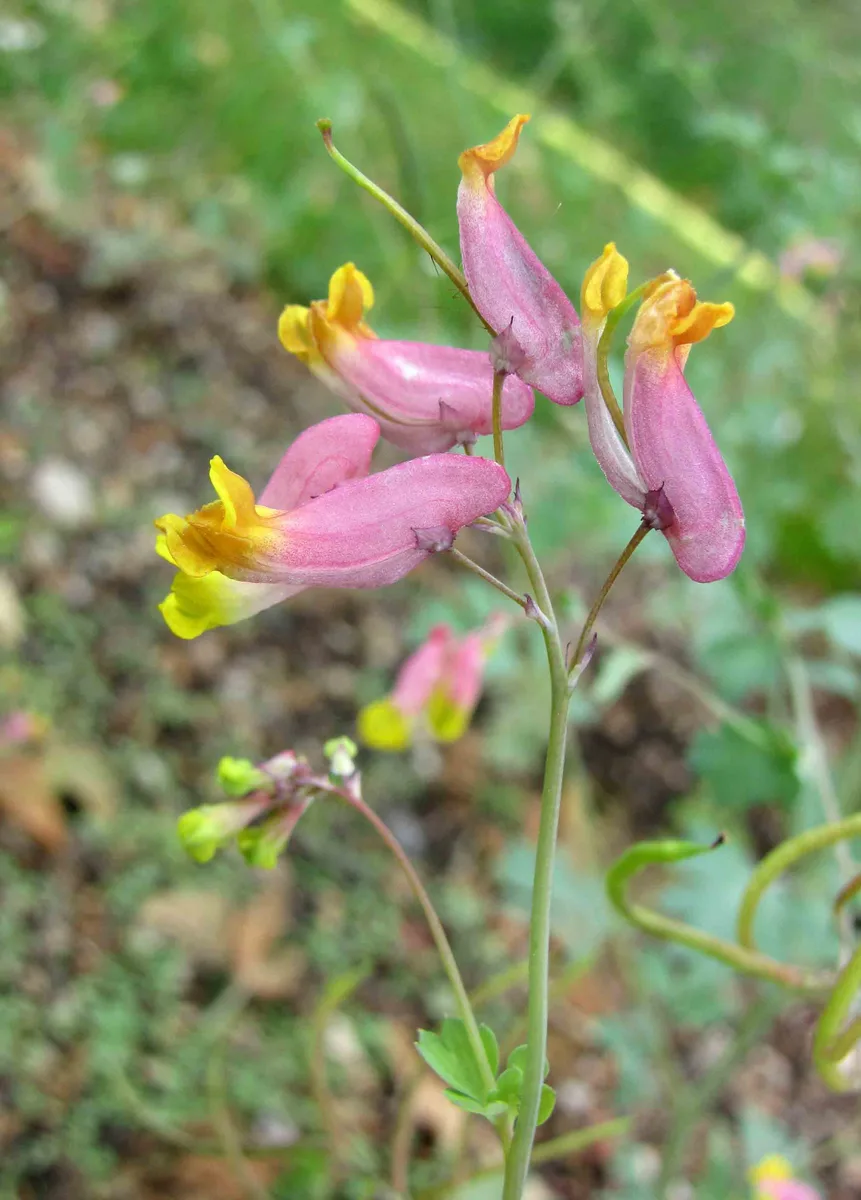 Harlequin Corydalis (Corydalis sempervirens)