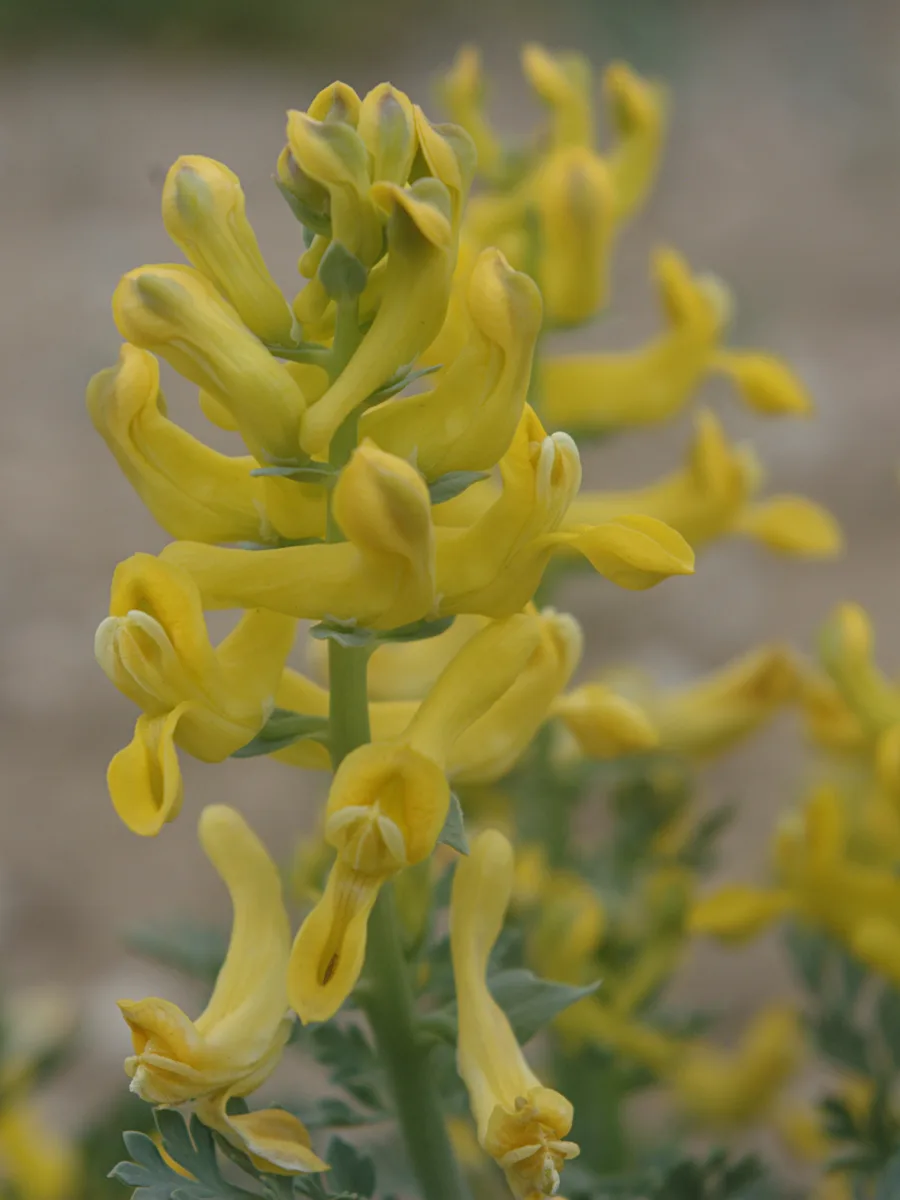 Golden Smoke (Corydalis aurea subsp. occidentalis)