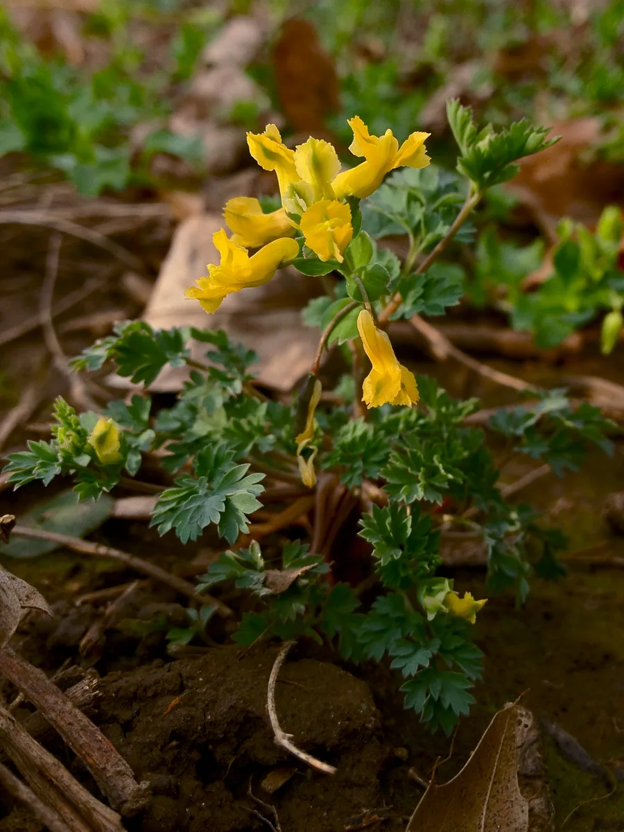 Pale Corydalis (Corydalis flavula)