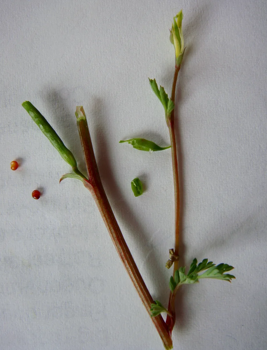 Slender Fumewort (Corydalis micrantha)