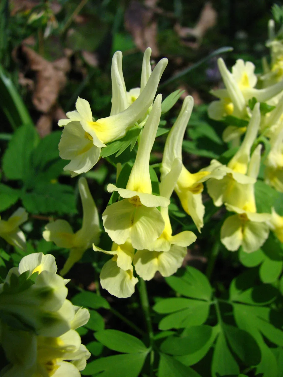 Large Bract Corydalis (Corydalis bracteata)