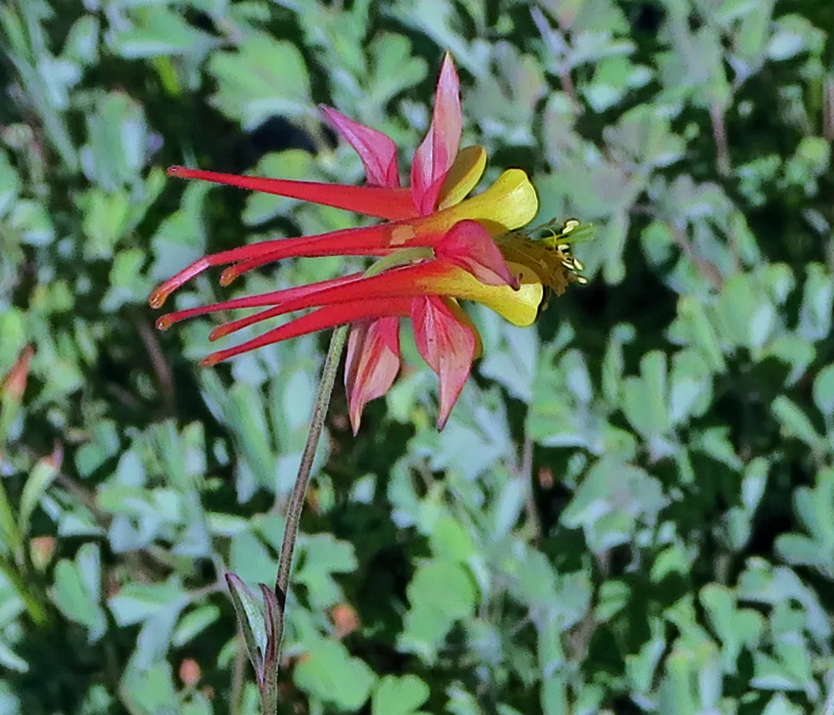 Shockleys Columbine
