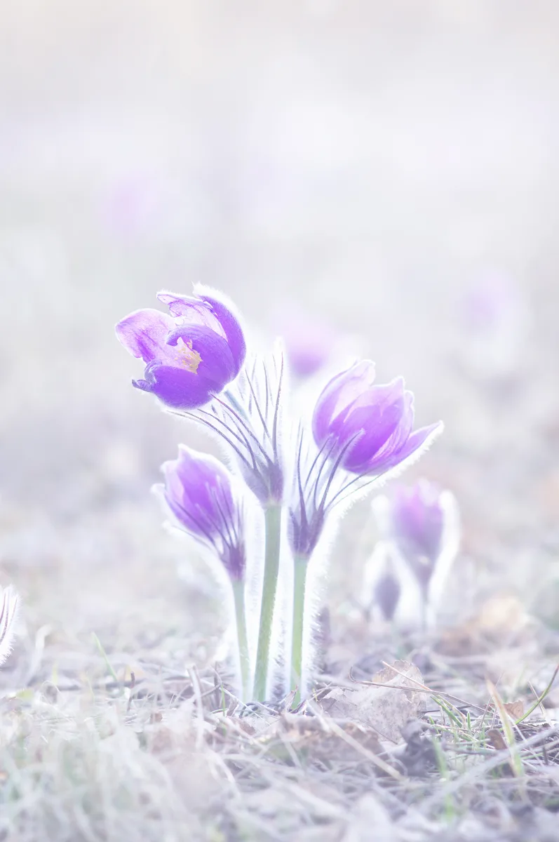American Pasqueflower (Pulsatilla patens)