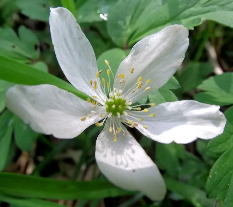 Wood Anemone (Anemonoides nemorosa)