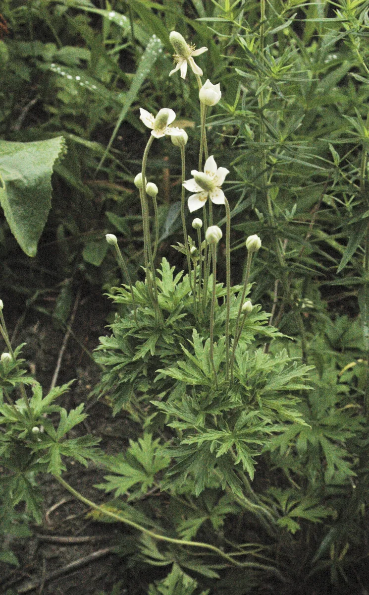 Longheaded Thimbleweed (Anemone cylindrica)