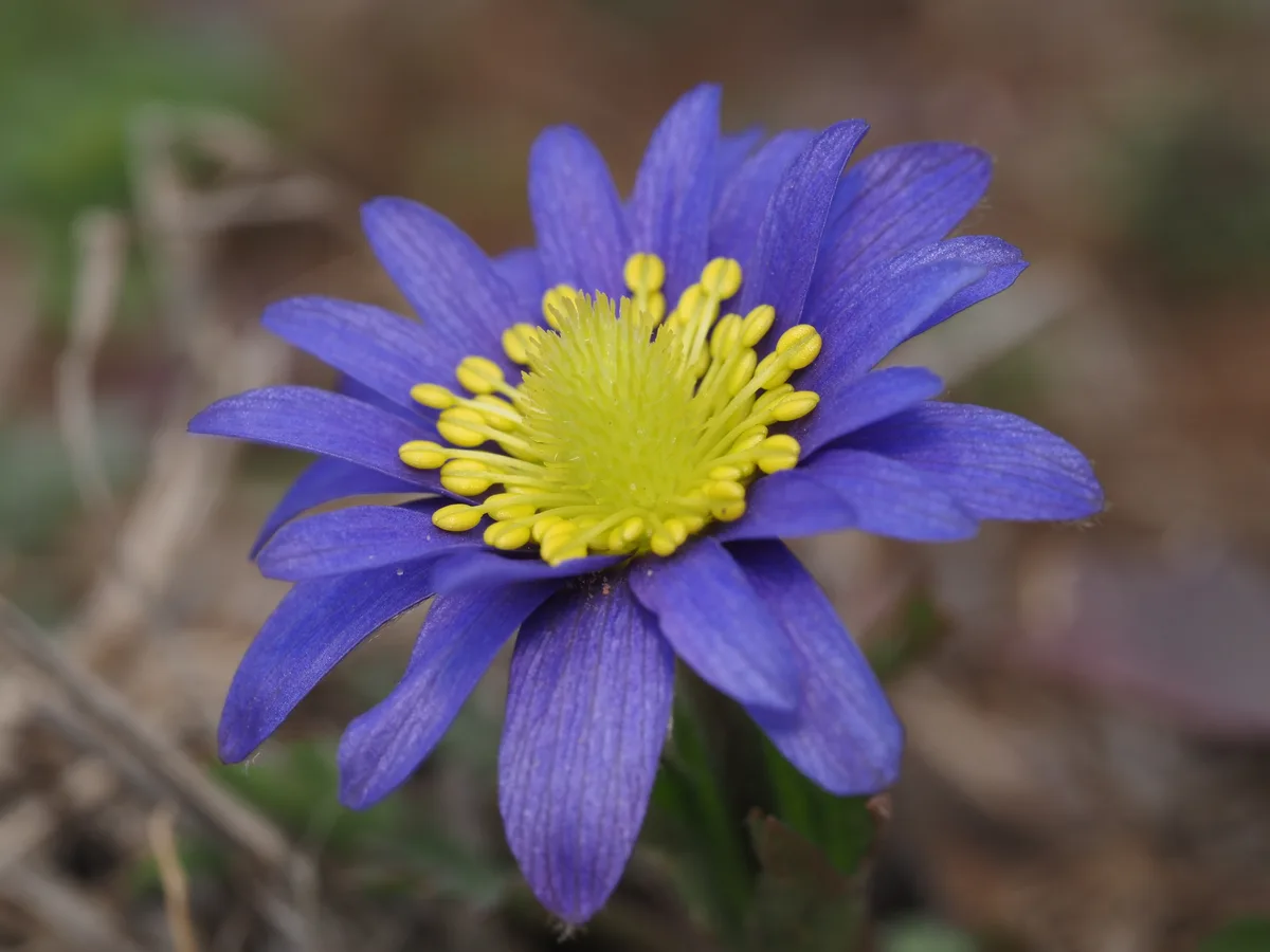 Carolina Anemone (Anemone caroliniana)