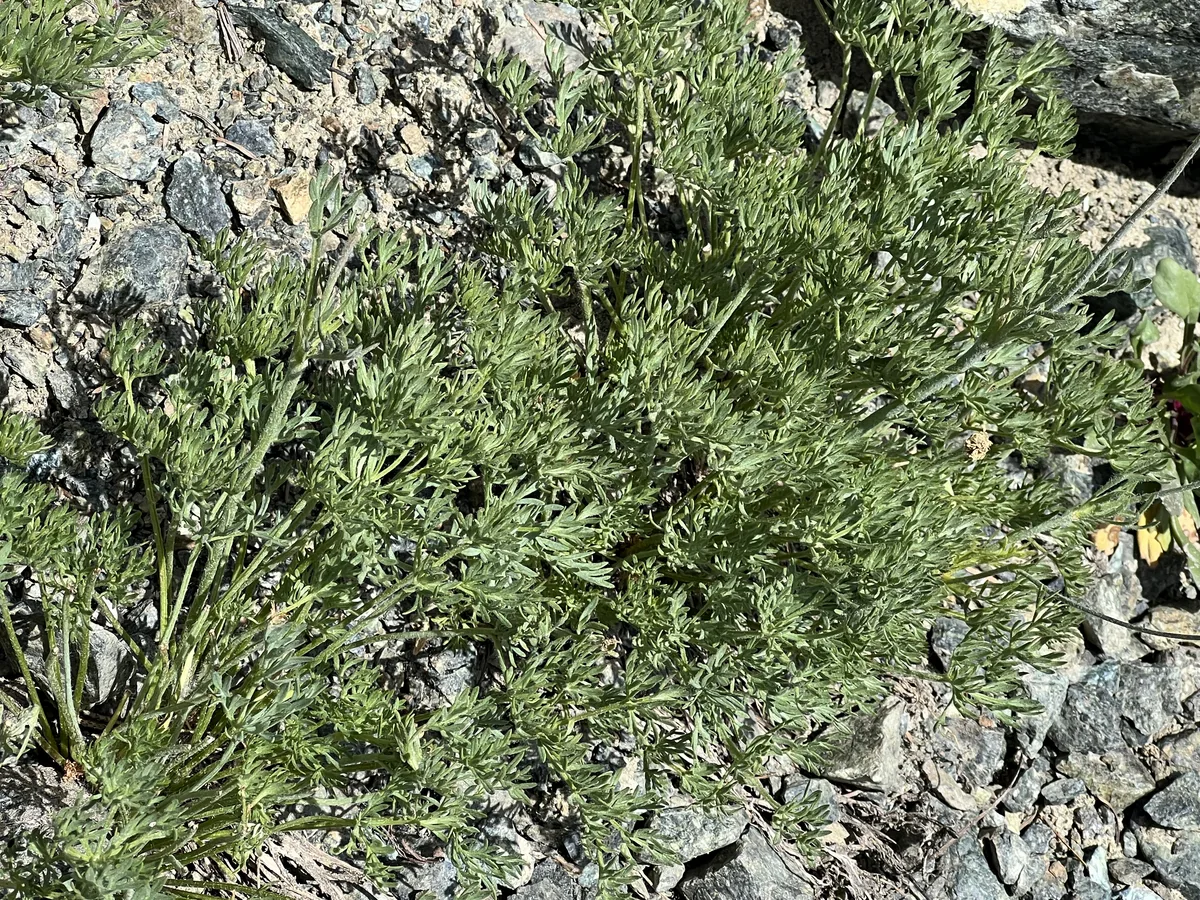 Drummond Anemone (Anemone drummondii)