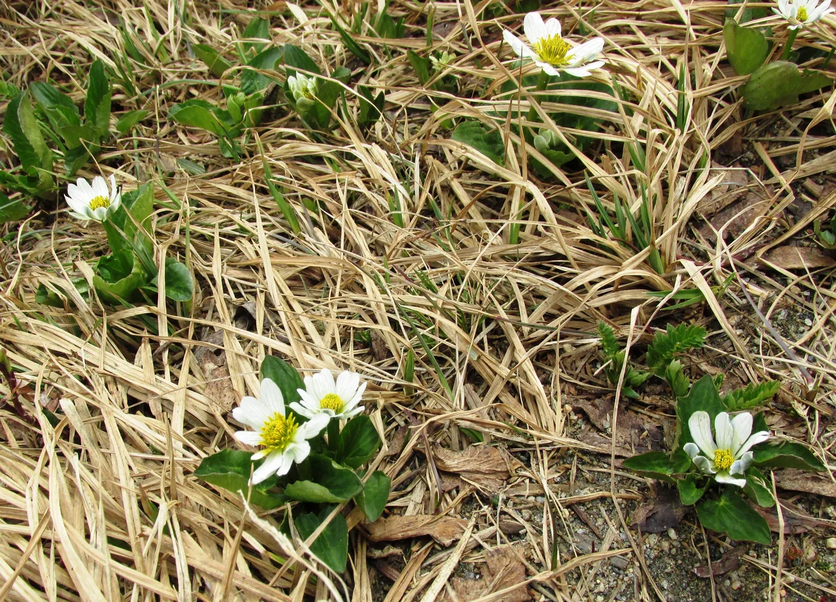 White Marsh Marigold (Caltha leptosepala)