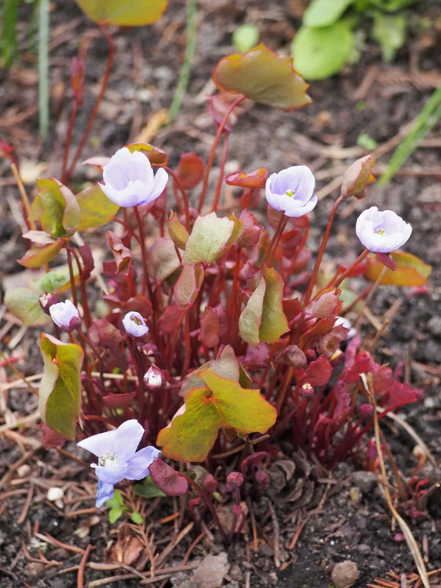 Asian Twinleaf