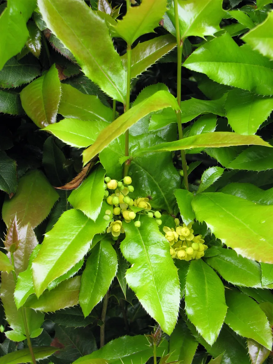 Creeping Oregon Grape