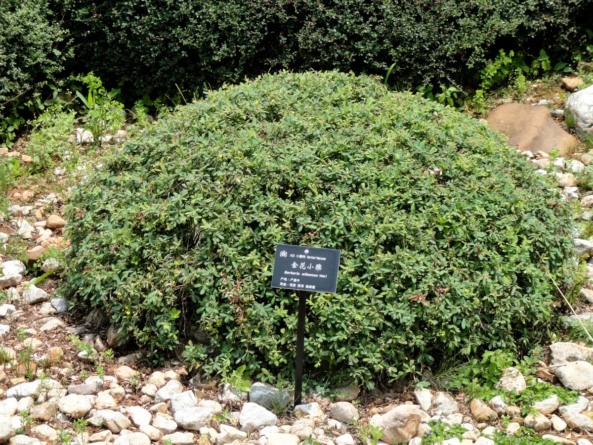Wilson Barberry (Berberis wilsoniae)