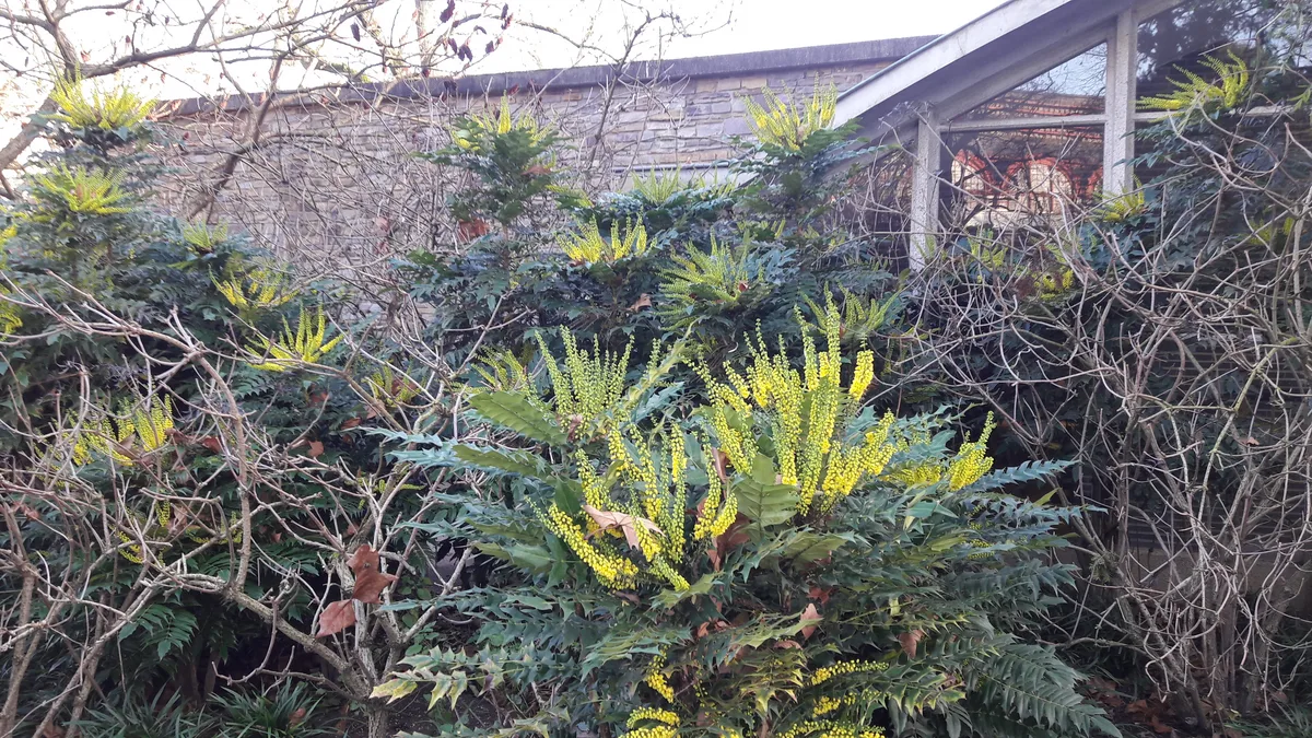 Japanese Mahonia (Berberis japonica)