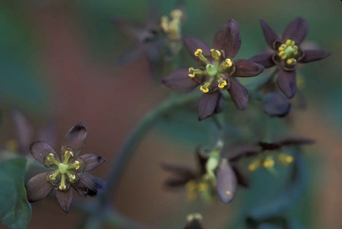Giant Blue Cohosh