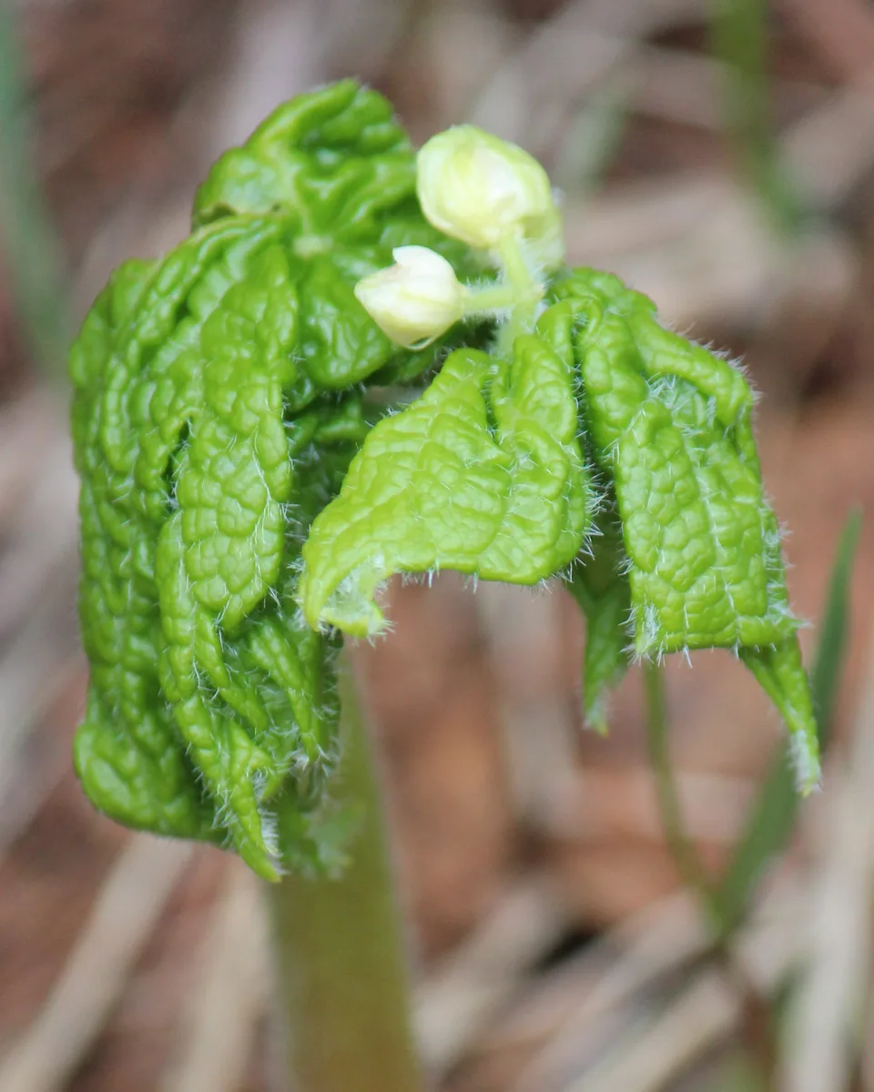 Asian Umbrella Leaf