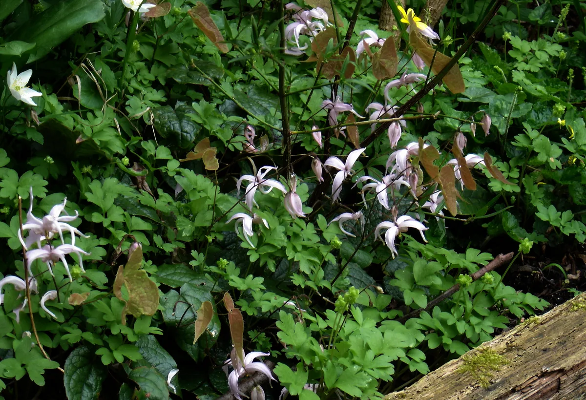 Fairy Wings (Epimedium leptorrhizum)