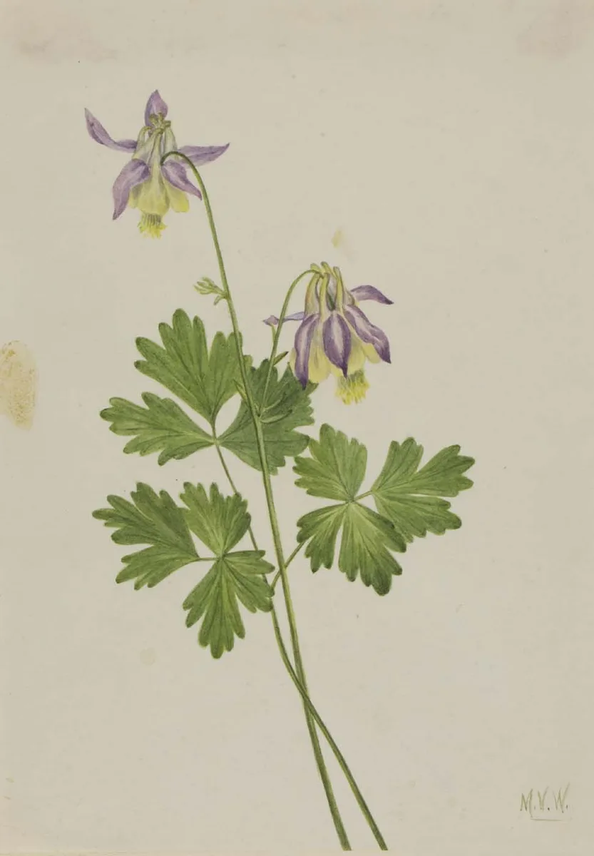 Smallflower Columbine