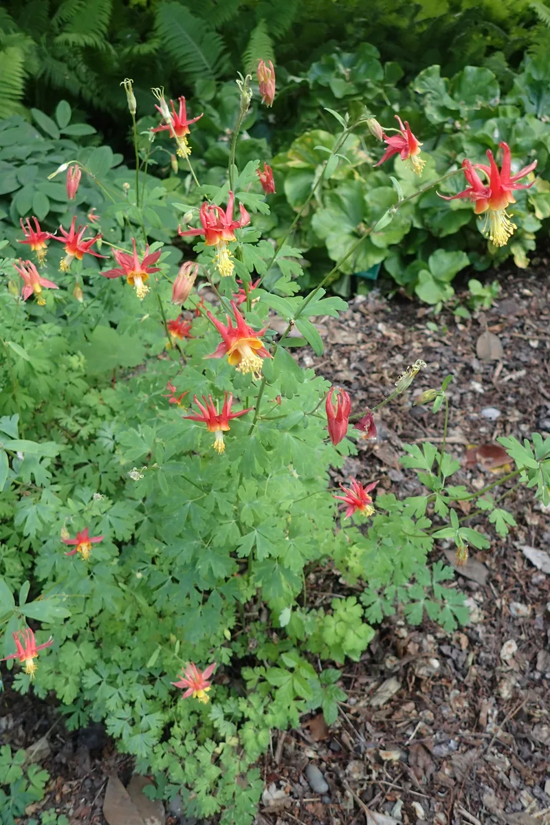Barneby Columbine