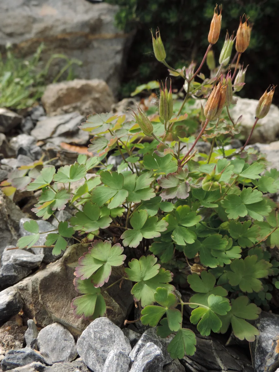 Laramiensis Columbine