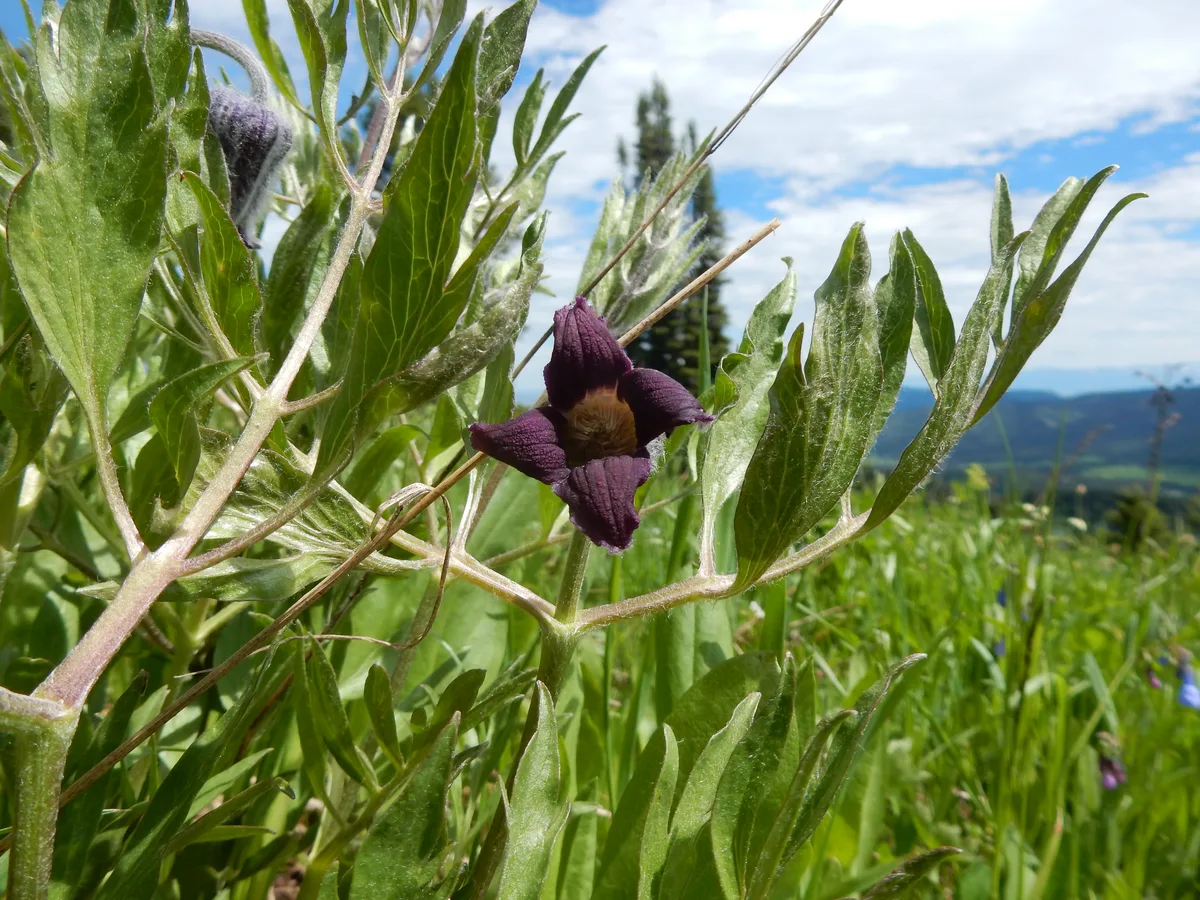 Sugarbowls (Clematis hirsutissima)